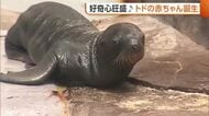 好奇心旺盛なトドの赤ちゃん誕生！生後4日で初の水中ダイブも披露「成長していく様子を観察して」新潟市・マリンピア日本海