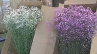 ピンク色も 高原の涼しさ生かし カスミソウの出荷最盛期 大分・九重町