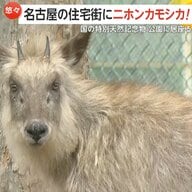 “ニホンカモシカ”名古屋市の住宅街に…国の特別天然記念物が公園に居座る　住宅庭で目撃情報も　警察が注意喚起「近寄らず、目を合わせないで」