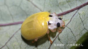 幸せの「キイロテントウ」発見!? “菌を食べる”益虫らしいので専門家に確かめてみた