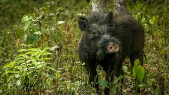 コレ英語で言えますか イノシシを 返り討ち