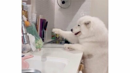 「食い意地の塊」愛犬がキッチンで“必死”の二足立ちも届かない…何を狙っていたの？飼い主に聞いた