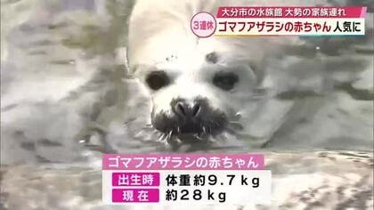 大人気　ゴマフアザラシの赤ちゃん「白くてめっちゃ小さい」3連休初日　うみたまご賑わう　大分