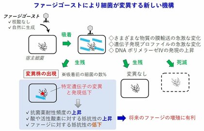 【摂南大学】ウイルスがゴースト使い“生存戦略” 細菌を変異させる新しい仕組みを発見