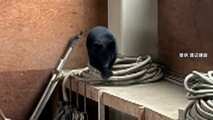 「クマがうろついている」会社倉庫に侵入したクマが居座り　体長50センチ　緊急銃猟を実施へ　新潟・阿賀野市