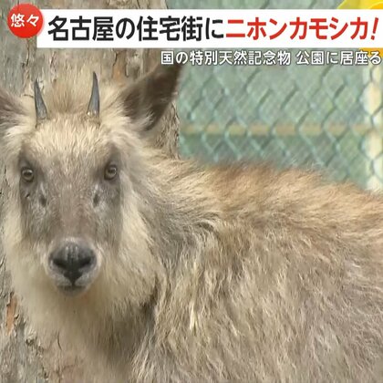 “ニホンカモシカ”名古屋市の住宅街に…国の特別天然記念物が公園に居座る　住宅庭で目撃情報も　警察が注意喚起「近寄らず、目を合わせないで」