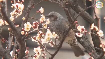 紅梅に白梅…約９０本が岡山市の当新田・泉田天満宮で「梅祭り」にあわせて咲き始める【岡山】