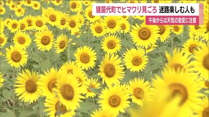 福島・猪苗代町で8万本のヒマワリが咲き誇る　ヒマワリ迷路を楽しむ人も　天気の急変に注意