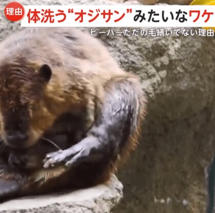 体洗うオジサン！？熱心に毛繕いをするビーバーたちが話題…理由は油をカラダに塗り“体温維持”　兵庫「神戸どうぶつ王国」