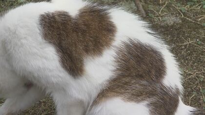 女子大のアイドルは“100歳超”のおばあちゃんネコ　体に２つのハート模様【福岡発】