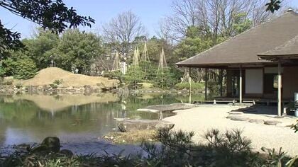 芽吹きの季節へ　国の名勝・養浩館庭園で雪つり撤去　枝が折れる被害なく…春の装いに　福井