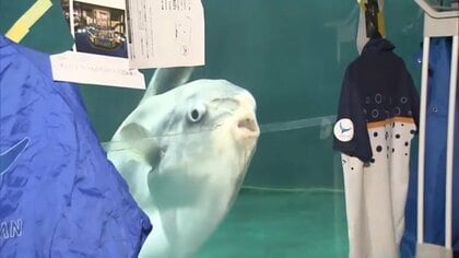 【異変】寂しさから？人気者の“クラゲ丸のみ”マンボウが体調不良も…職員の“やさしいアイデア”で再び元気を取り戻す！「もともと来館者をよく観察」