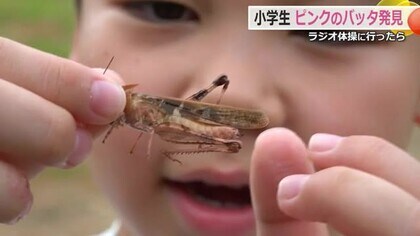 小1が草むらで見つけたのは…ピンクバッタ！？　ラジオ体操の前に発見　学芸員にその正体を聞いてみた　【福井】