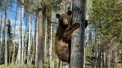 クマ撃退男性が語るサバイバル法「風を背中に感じ続けること」撃退の瞬間撮影「クマに落ち着いて話しかけた」　カナダ