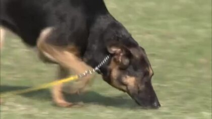 事件捜査などで活躍！わずかな匂いで証拠が追える警察犬に…１３頭のシェパードが競技会に挑む【香川】