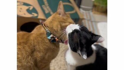 同居犬の死に憔悴の猫に“子猫”のプレゼント！元気を取り戻す姿に160万回再生…現在の2匹を聞いた【今年私バズりました】