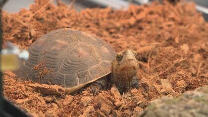 天然記念物なのに厄介者…生態系破壊する希少カメ　身近に潜む“危険な生物”の生息数が福岡で増加　食い荒らし被害も