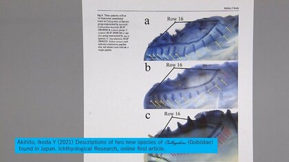 小さい頃から葉山の海で魚をいじっていましたから」ハゼ研究第一