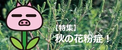 台風19号接近に伴い 秋の花粉情報 の配信を休止します