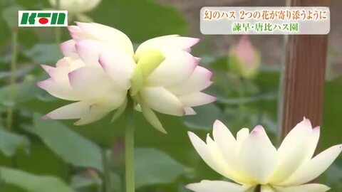 見つけるといいことが…幻のハスの花「双頭蓮」　2つの花が寄り添うように咲く
