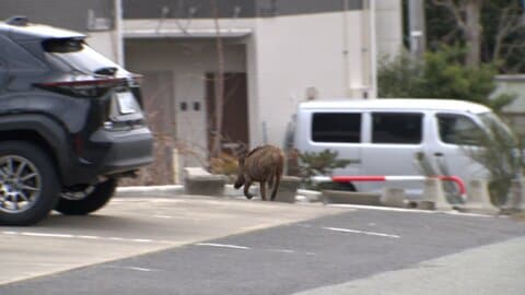 県庁近くに体長80センチのイノシシ出没　警察などが追い払うと住宅街へ、警戒続く　長野市
