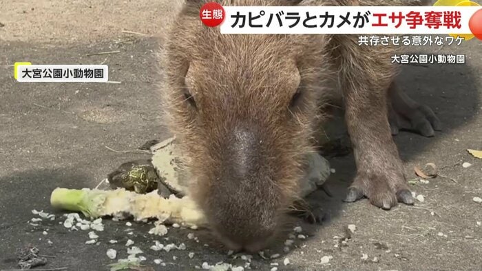 負けじと食らいつくカメ