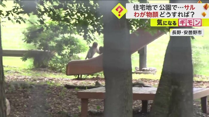 子どもたちが遊ぶ公園の滑り台で遊ぶサル