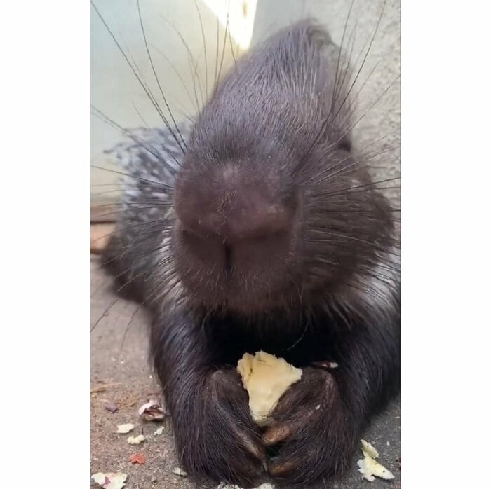 前足で餌をしっかりと持ってモグモグ(提供:東武動物公園)