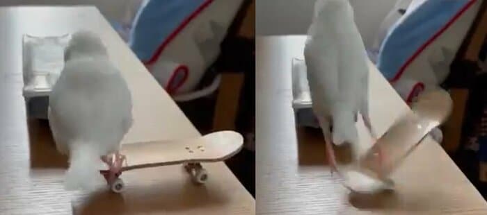 回転技(左→右) 飛び降りる勢いでスケボーを回転させる