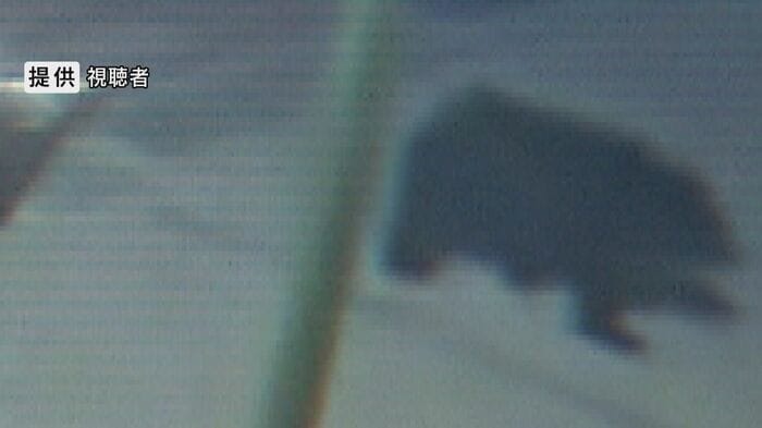 防犯カメラに映ったクマ 提供:視聴者