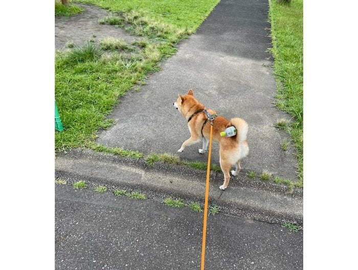 提供:柴犬 しんさん