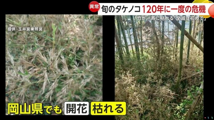 全国で同時多発的に竹が枯れる現象が