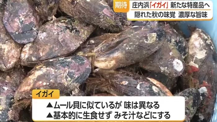 庄内浜に豊富に生息するとされ、濃厚な旨味が特徴のイガイ