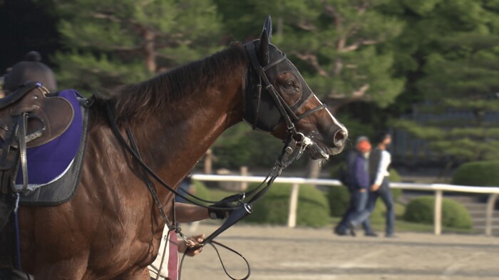 セリフォスは古馬との対戦を勝ち抜けるか