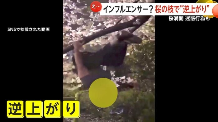満開の桜の木で懸垂や逆上がりをする人物
