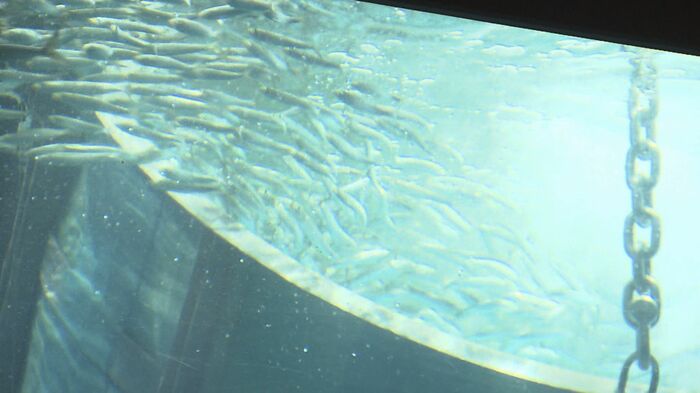 慎重に水槽へ
