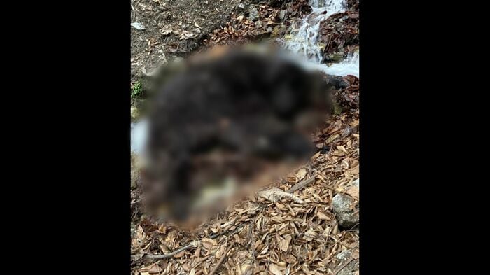 ハンターを襲ったクマ　提供：北海道猟友会 寿都支部島牧分会