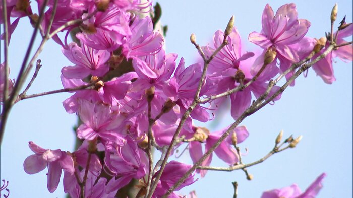きれいな花を咲かせる(2024年)