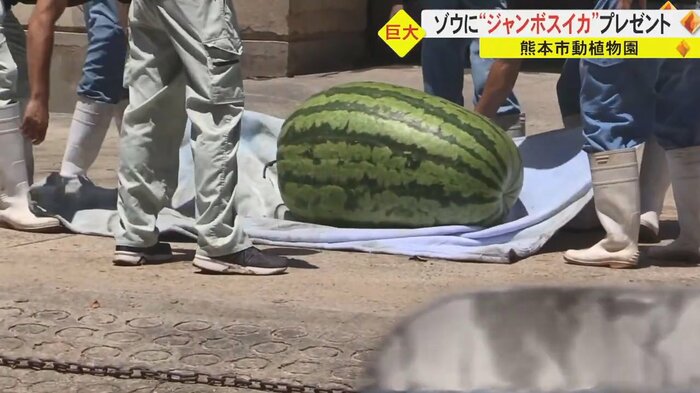 重さ132キロの巨大なスイカ