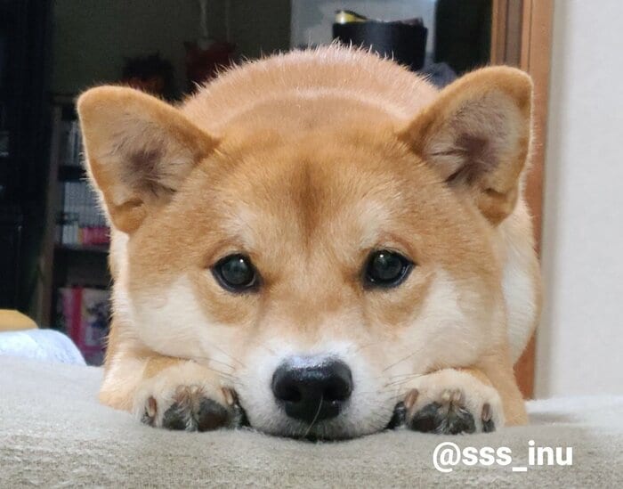 提供:犬さん