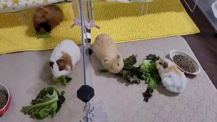 おやつをモリモリ食べる4匹