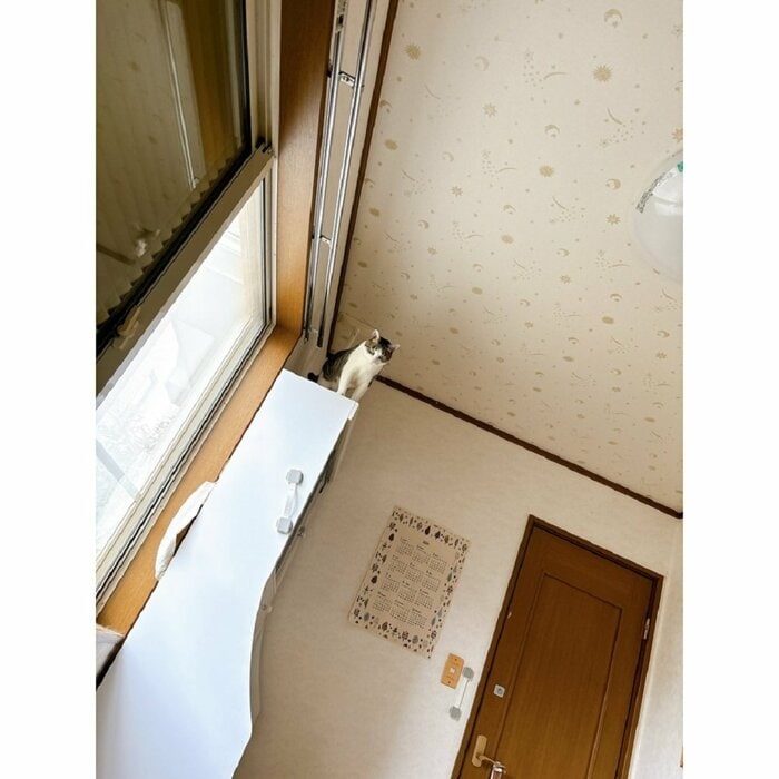 机の上から飛び降りて、飼い主を叩き起こそうとしている!?