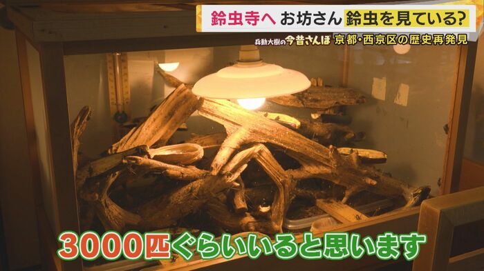 鈴虫はなんとおよそ3000匹も