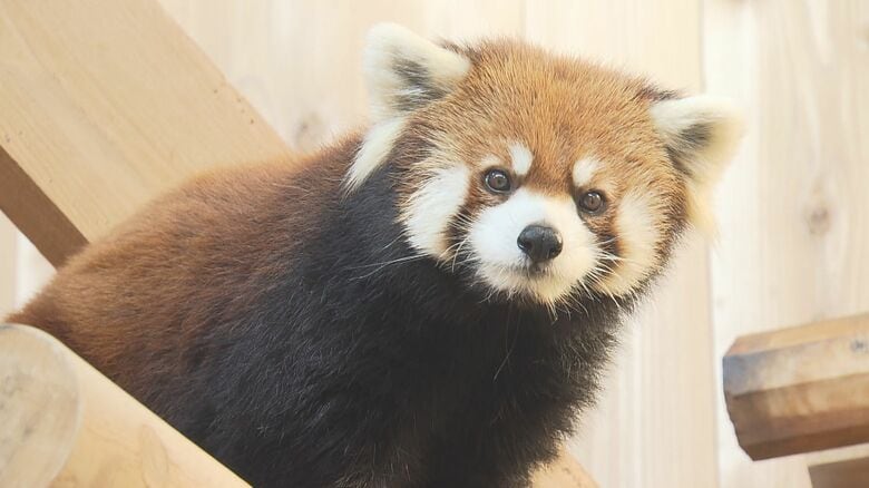 美形レッサーパンダ“脱走の女王”ミンファ天国へ　飼育員も「特別」と語る鯖江市西山動物園のアイドル的存在　繁殖にも貢献　｜FNNプライムオンライン