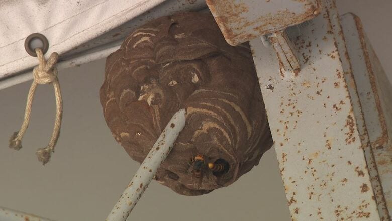 「スズメバチの巣」卵を産み巣がさらに大きさを増す時期…棒でつつく、殺虫剤をかけるなど刺激を与えることはやめて｜FNNプライムオンライン
