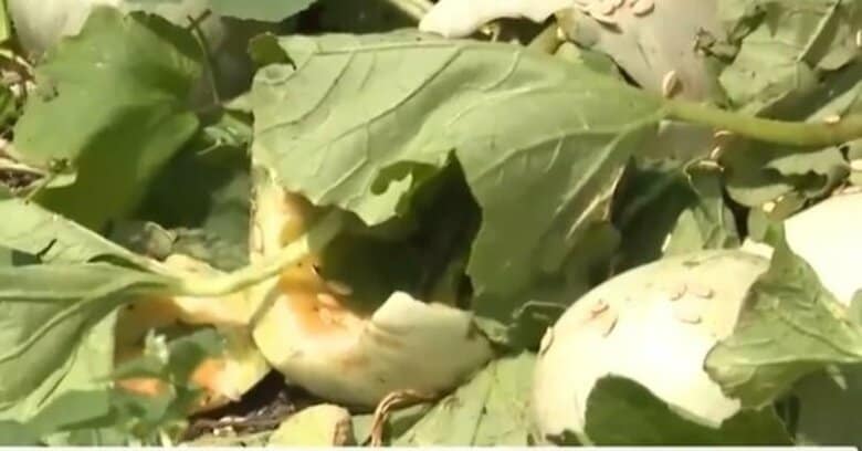 【ヒグマ速報】スイカがクマに食い荒らされる…前日もスイカやメロン20個以上が被害―連日の出没に警戒＿北海道南部では12日に新聞配達員の男性がクマに襲われて死亡＜北海道上ノ国町＞｜FNNプライムオンライン