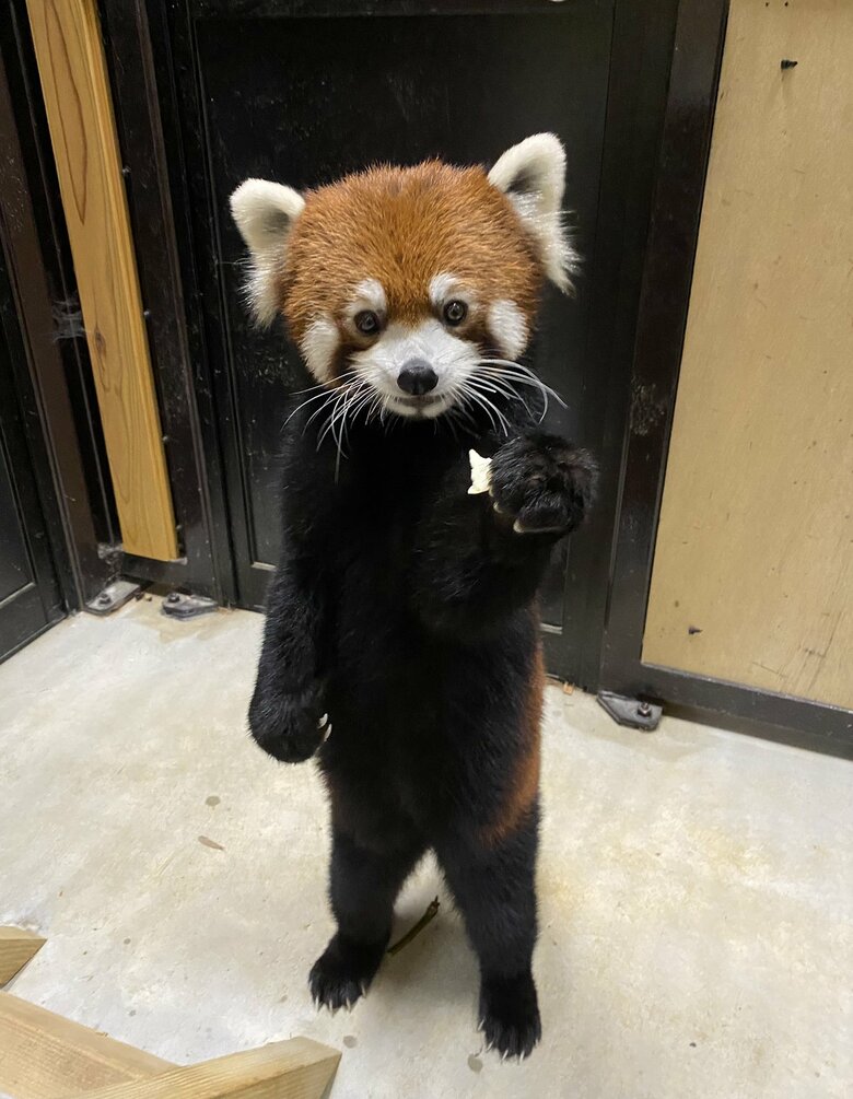 「一緒にたべる？」仕草がまるで人間のようなレッサーパンダがかわいい…状況を動物園に聞いた｜FNNプライムオンライン
