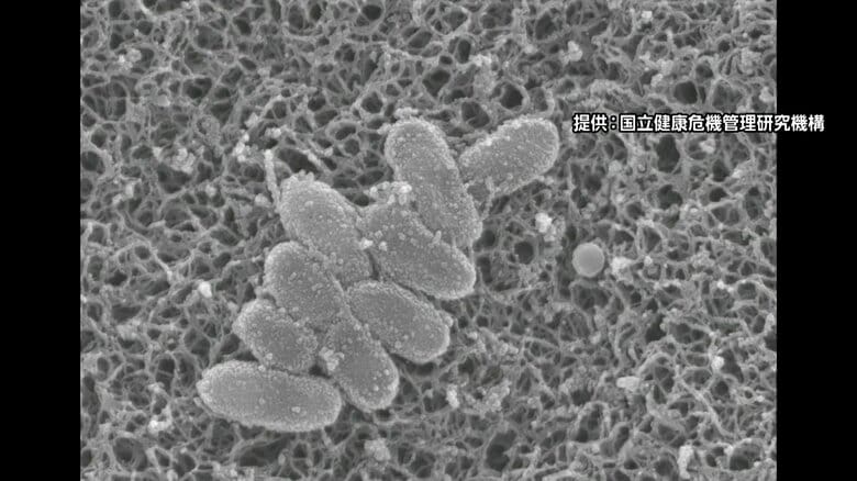 【速報】「百日咳」新規感染者数が2週間ぶりに増加　1週間で1792人感染　最多は福岡県・次いで兵庫県｜FNNプライムオンライン