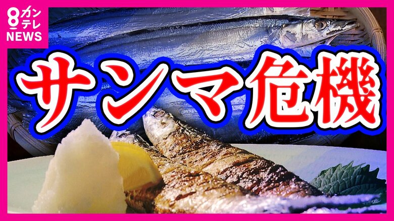 『サンマ』歴史的不漁　「安くておいしい」はずが高級魚　国際協調と養殖技術で「庶民の味」取り戻せるか｜FNNプライムオンライン