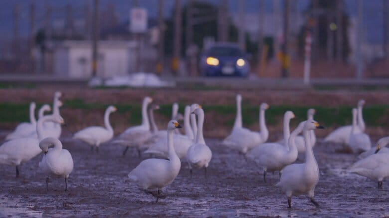 富山で越冬するハクチョウたちの一日　常願寺川河口で羽を休める260羽｜FNNプライムオンライン